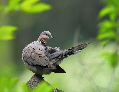 归雁逐鸠,探寻自然和谐共生的生态画卷